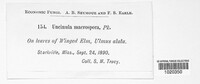 Erysiphe macrospora image